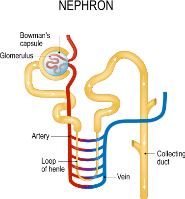 The Functional Kidney Mass: A risk factor for kidney disease ...