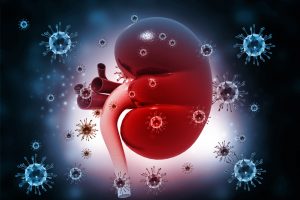 Leaky gut and kidney disease