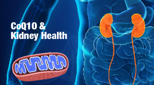 CoQ10 and kidney health