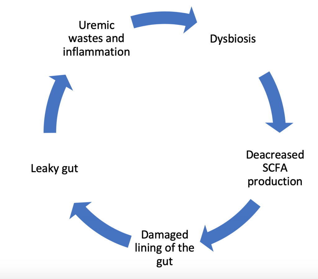 what-are-the-stages-of-chronic-kidney-disease-healthykidneyclub