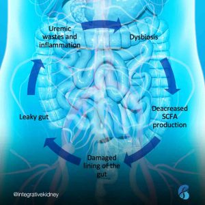 The Gut-Derived Uremic Toxins