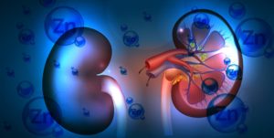 Zinc molecules surrounding kidneys