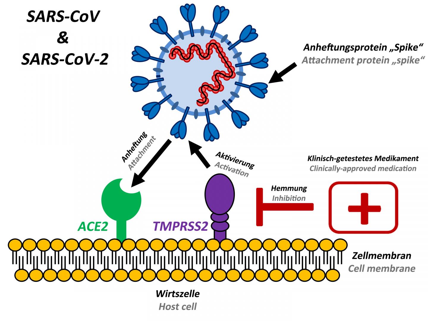 Coronavirus S spike binds to ACE2 receptor on lung cell