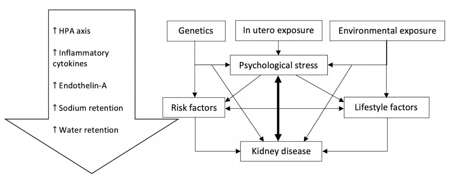 Stress and kidney health — Integrative Kidney