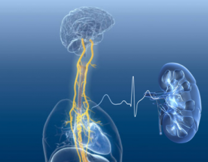 Vagus nerve stimulation