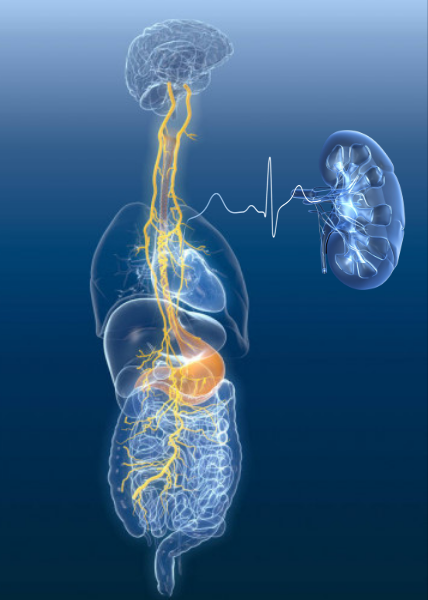 vagus nerve stimulation