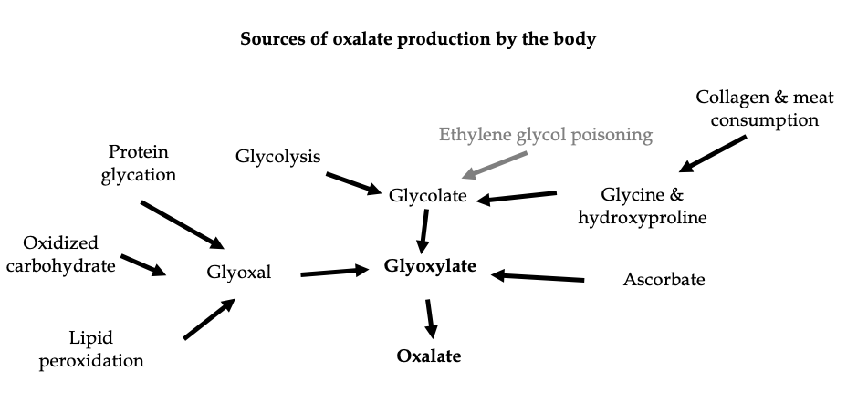 Oxalate production in the body